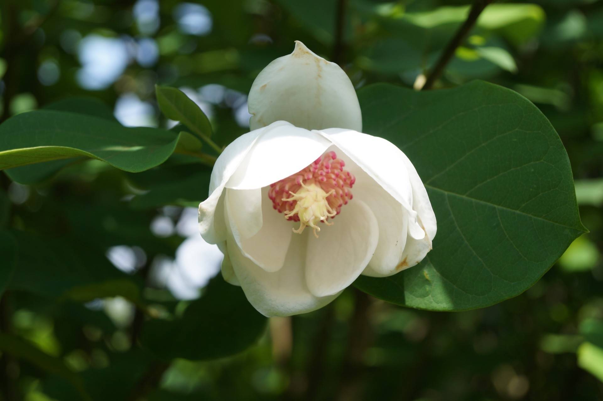 Magnolia sieboldii_02